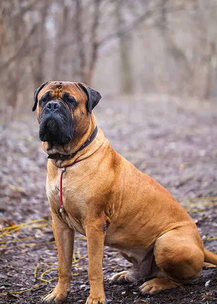 Brown Bullmastiff dog sits in a forest with a blurred background