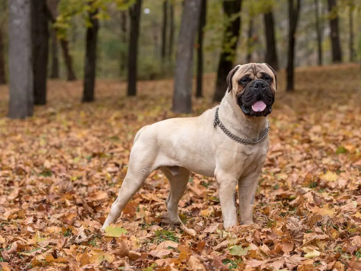 Bullmastiff dog stands in a forest with fallen autumn leaves