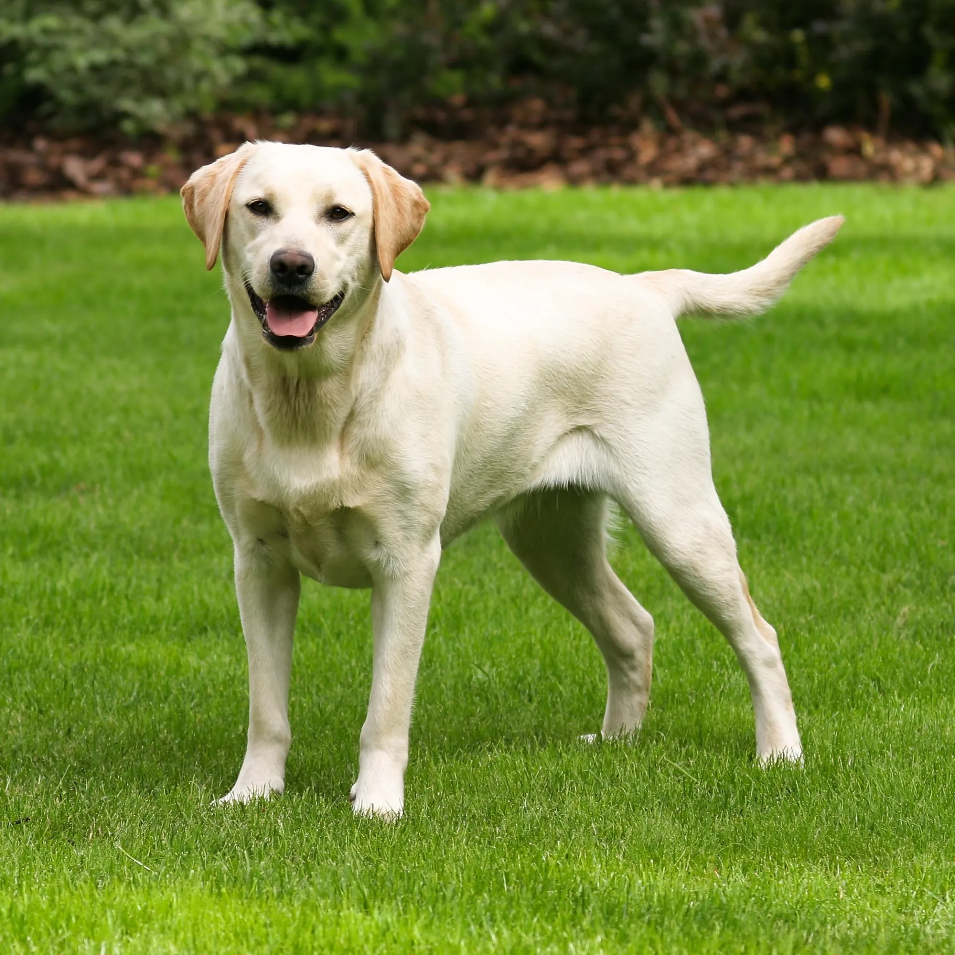 Labrador Retriever dog stands on green grass looking left with its mouth open