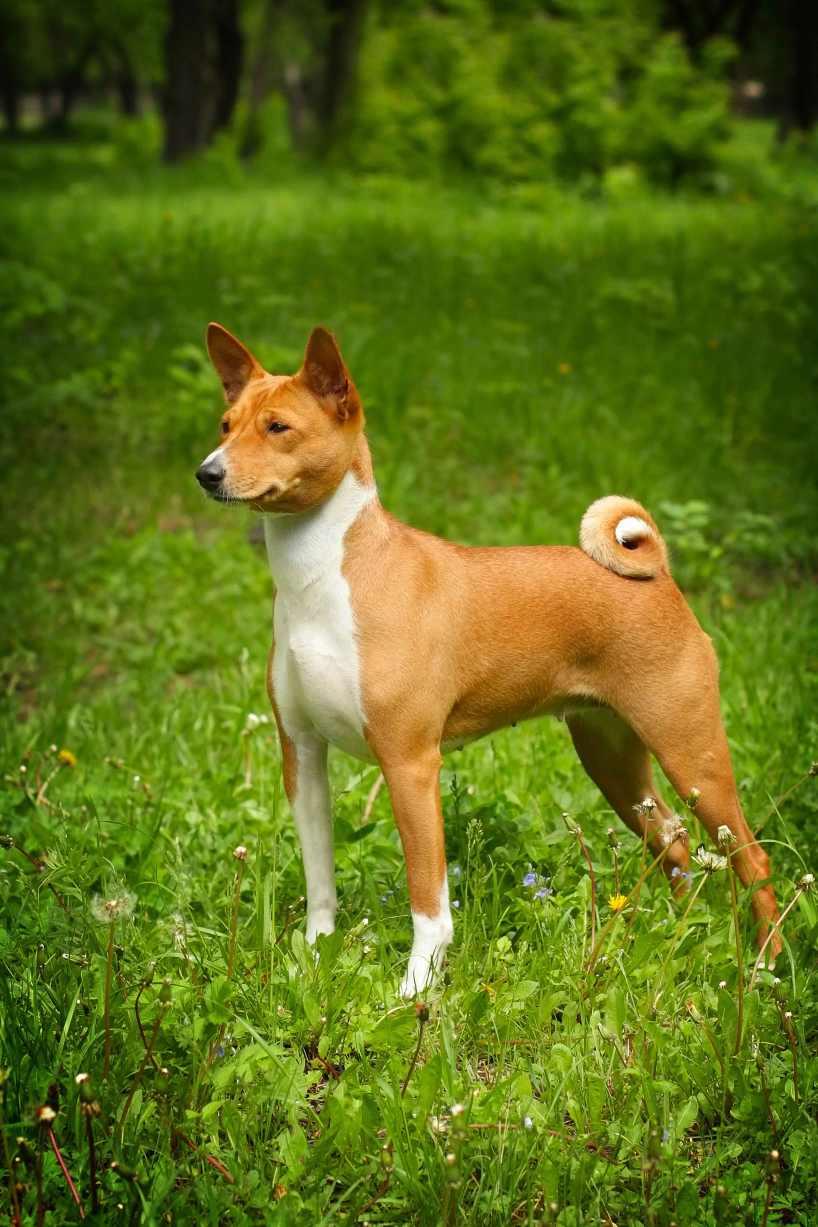 Tan and white Basenji dog stands in green grass  curled tail and trees in the background