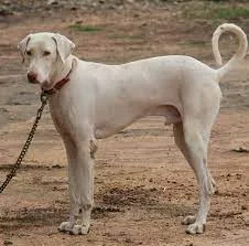 Rajapalayam