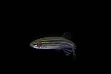 A small Zebra Danio fish with black and white stripes floats in a dark space