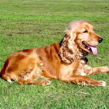 Cocker Spaniel