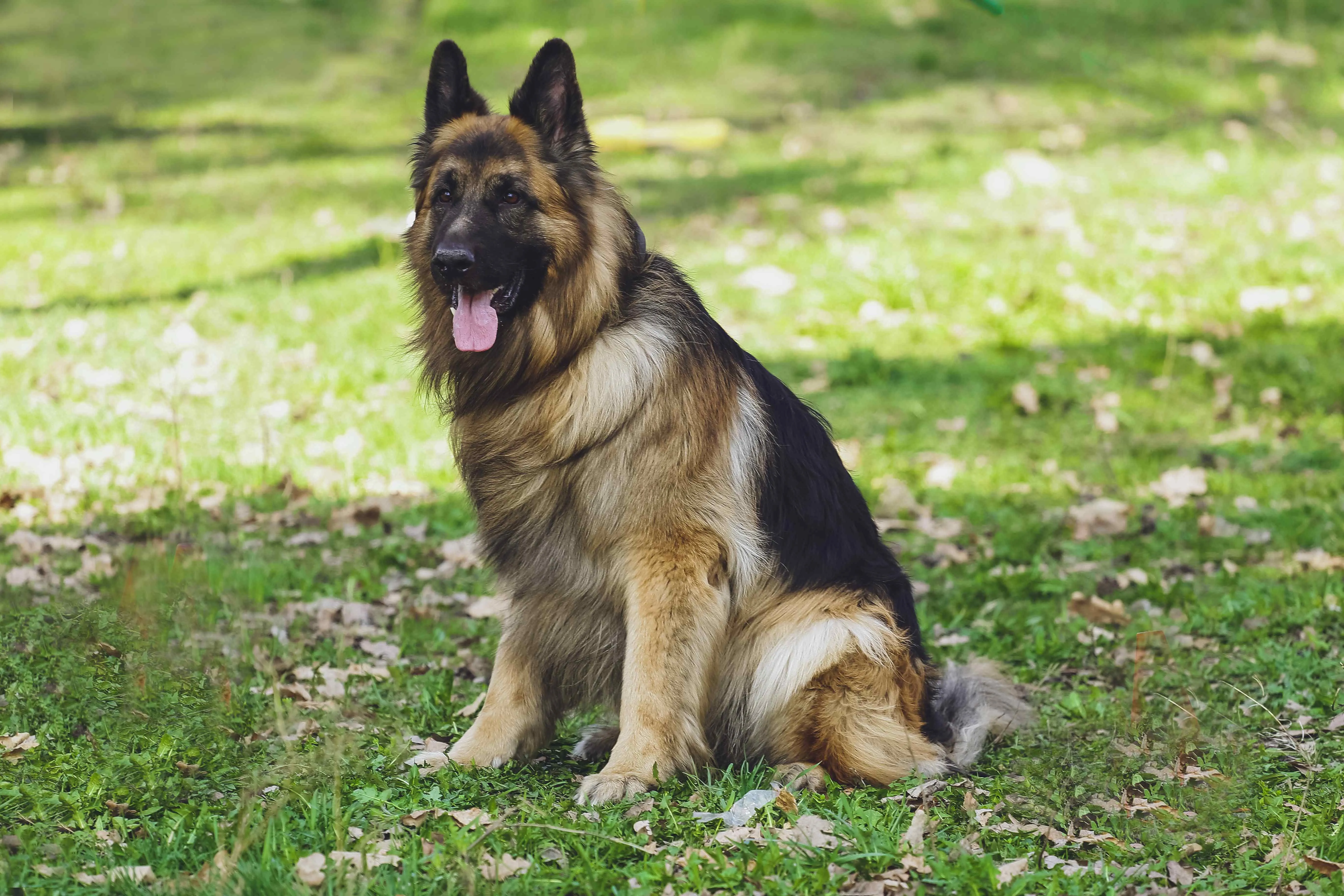 German Shepherd Dog Breed Information | Price, Traits & Care