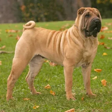 Tan wrinkled Chinese SharPei with a curled tail stands on grass with fallen leaves