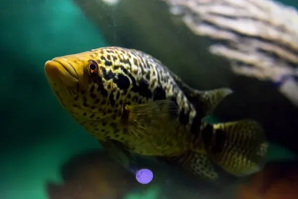 A close up of a Jaguar Cichlid with black and gold spots near a piece of wood