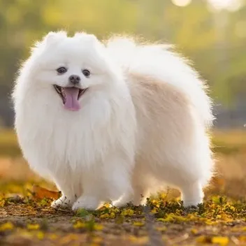 Japanese Spitz