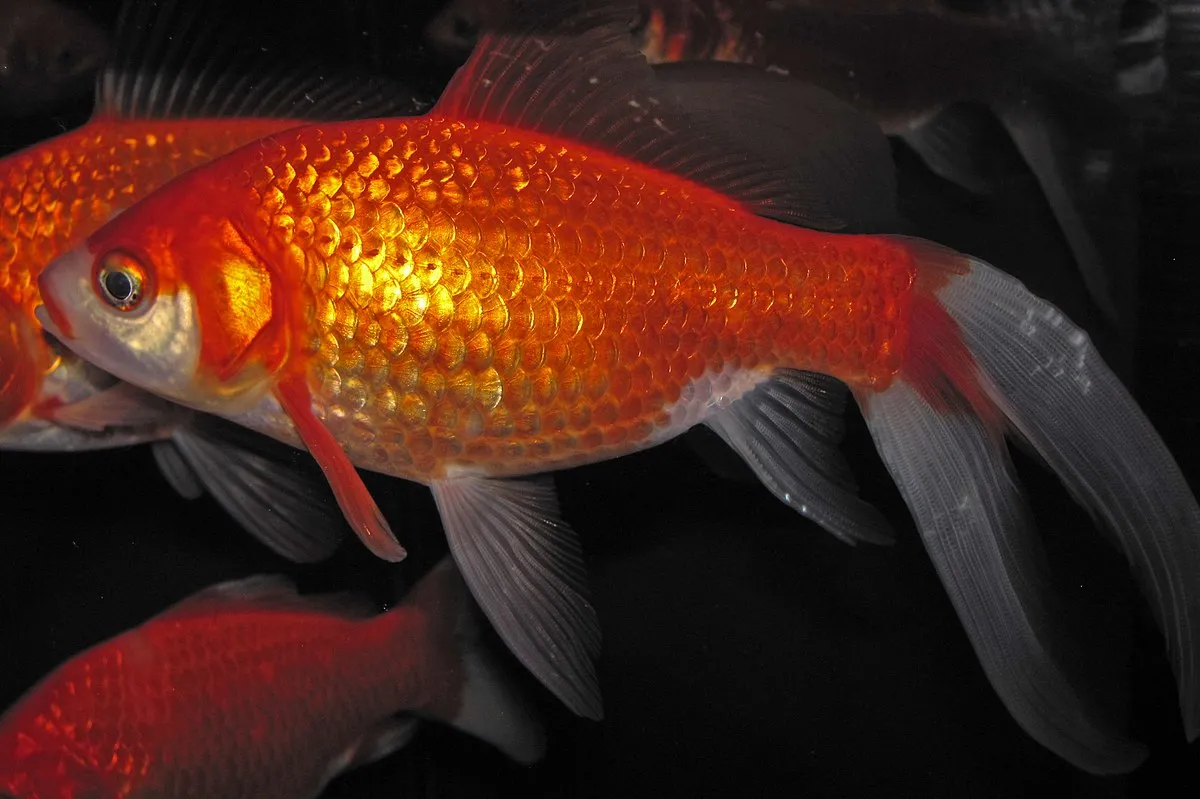 A common goldfish with shimmering orange scales and flowing translucentd