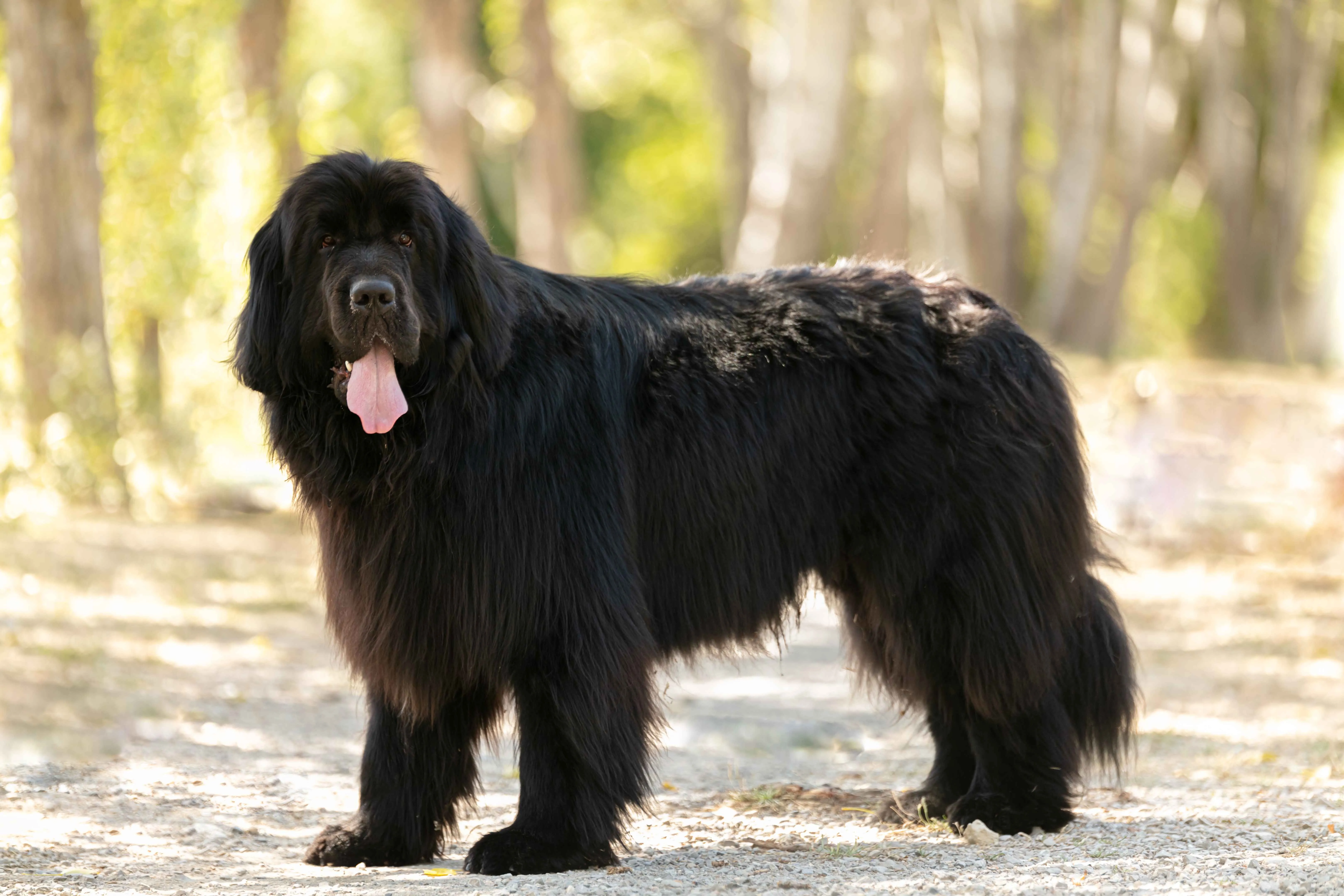 Large fluffy black Newfoundland dog stands on ground looking forward with tongue out trees behind