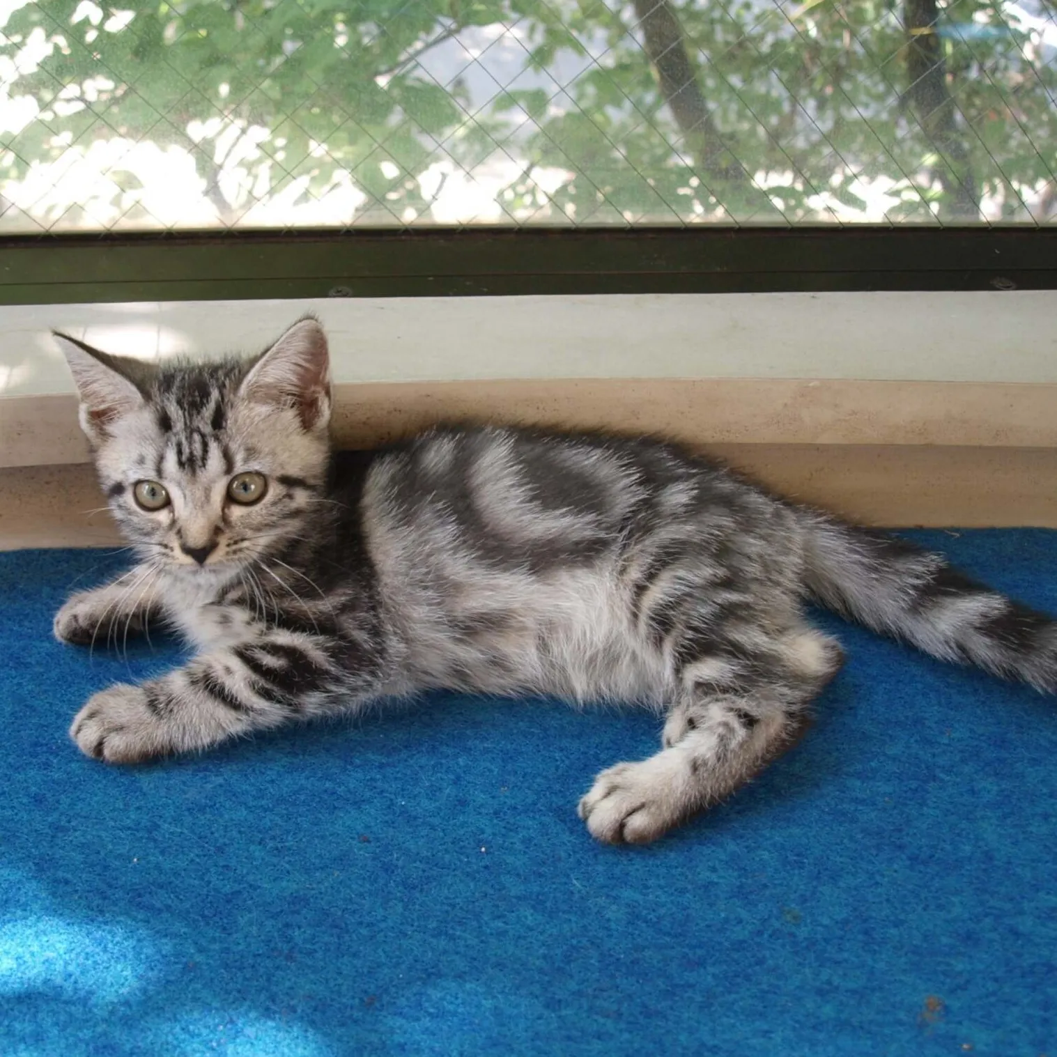 A silver tabby kitten with distinctive swirling patterns rests on a blue surface