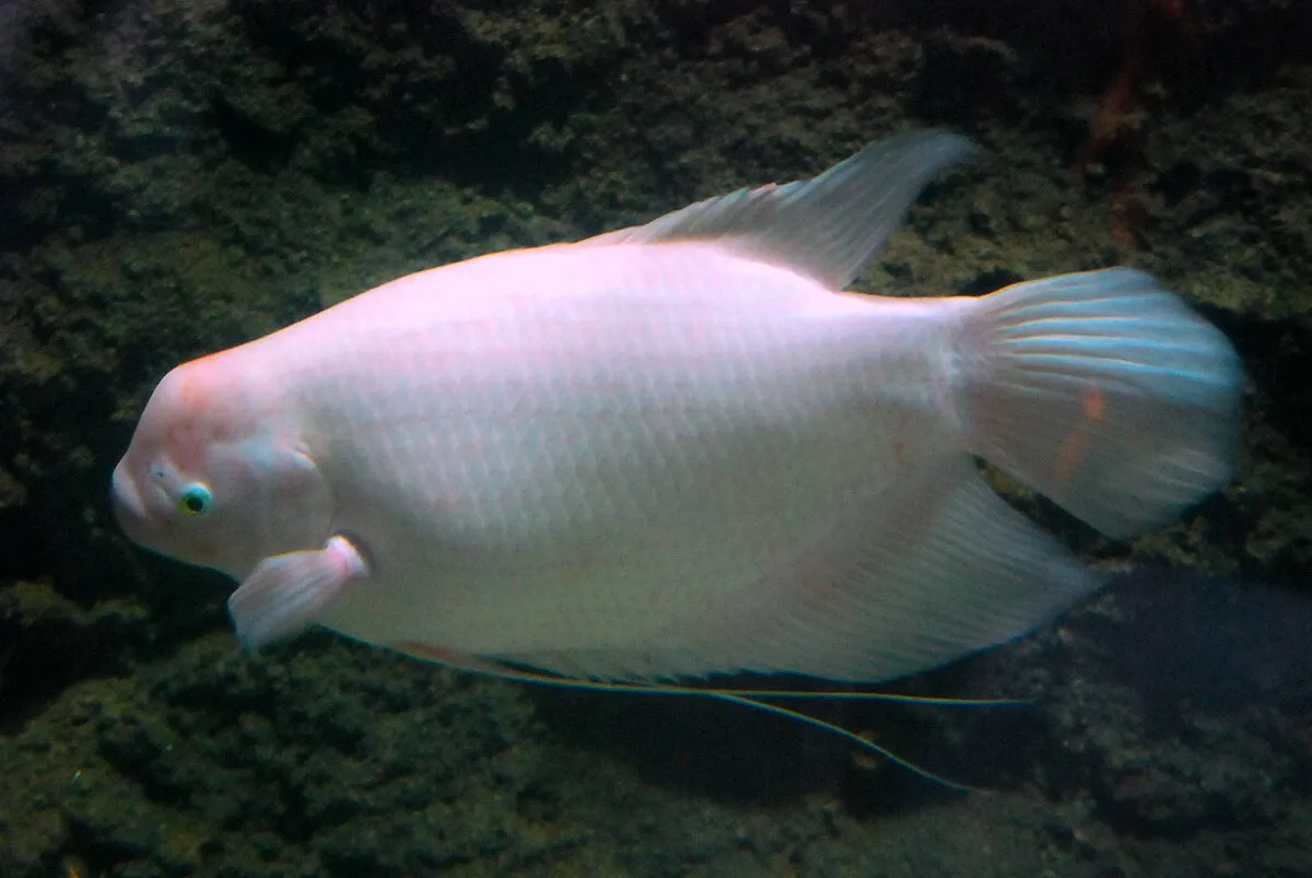 A white Giant Gourami fish with a striking green eye swims against a dark background