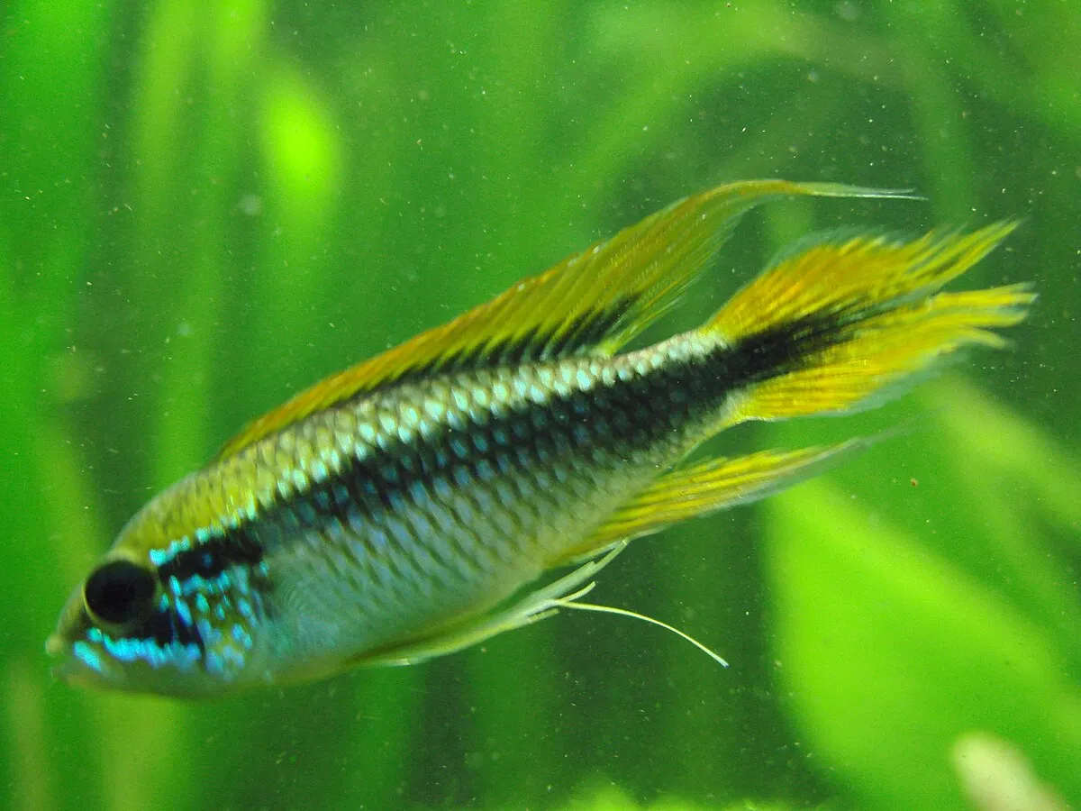 Agassizs Dwarf Cichlid with yellow fins and blue body swimming in planted aquarium