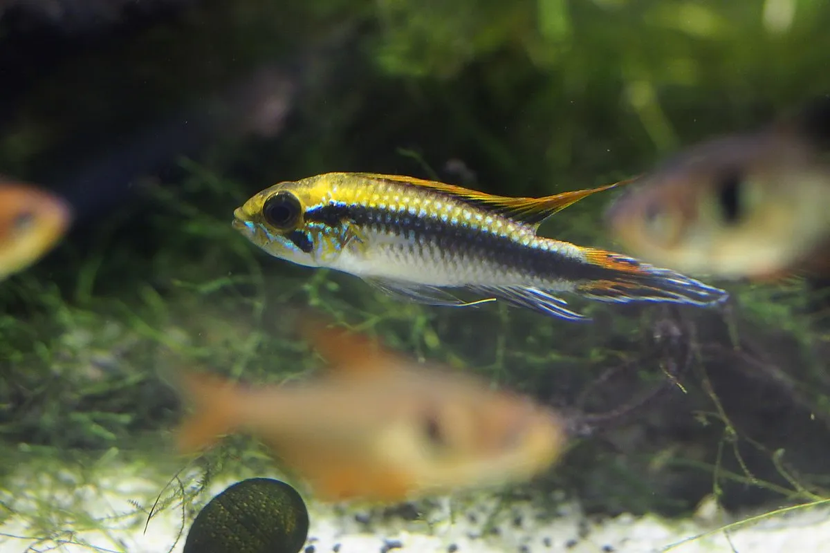 Agassizs Dwarf Cichlid with yellow and blue fins swimming in planted aquarium