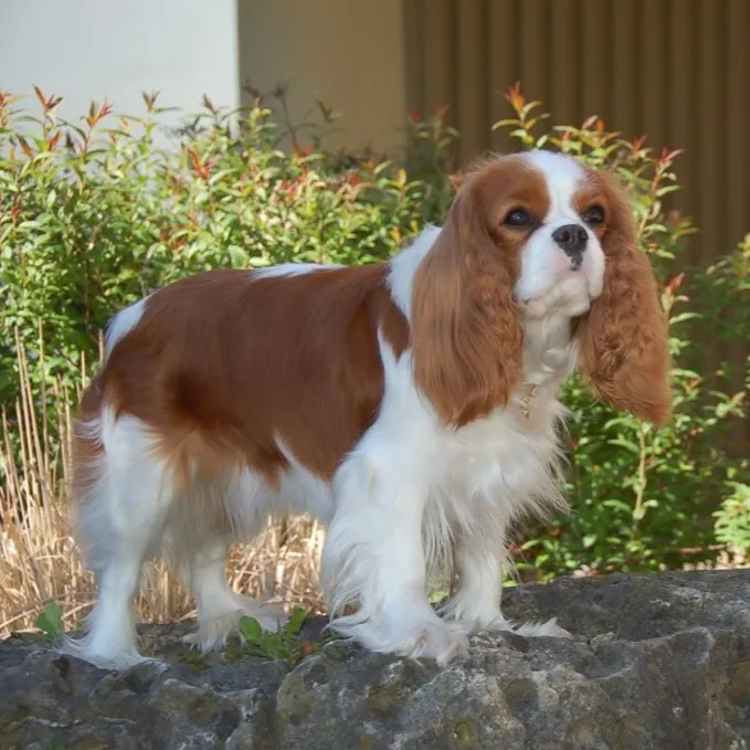 Cavalier King Charles Spaniel