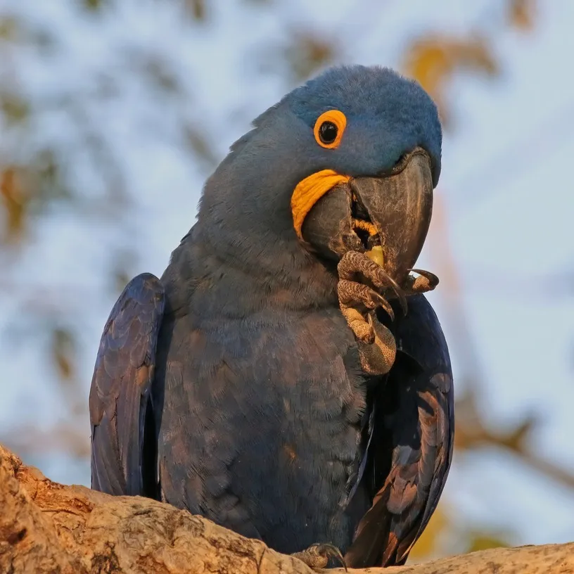 A Hyacinth macaw with blue feathers and yellow eye ring holds a nut with its claw to its beak