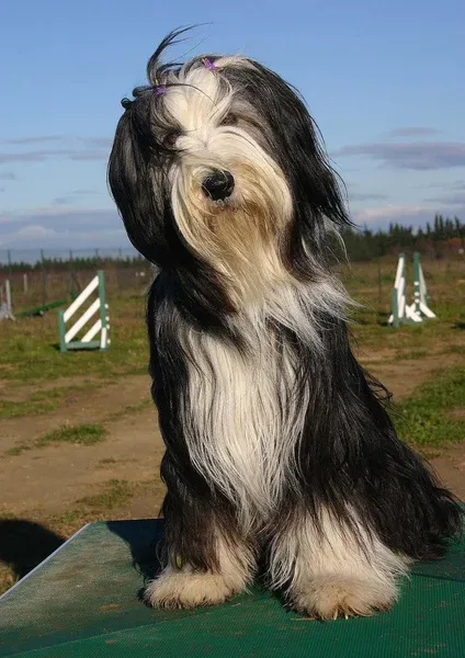 Black and white Bearded Collie dog sits on a green surface looking slightly up with long shaggy fur