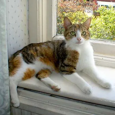 A calico cat with green eyes rests on a white windowsill looking forward
