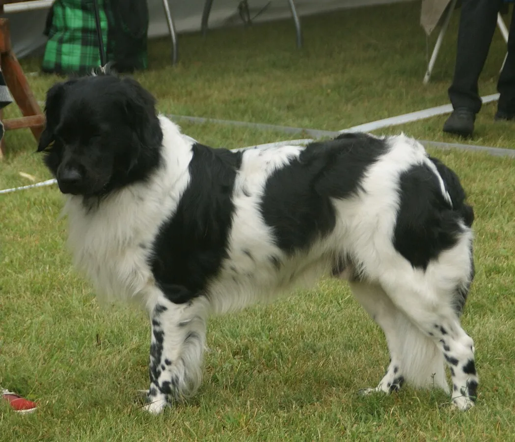 A fluffy medium sized black and white Stabyhoun stands on green grass facing slightly left