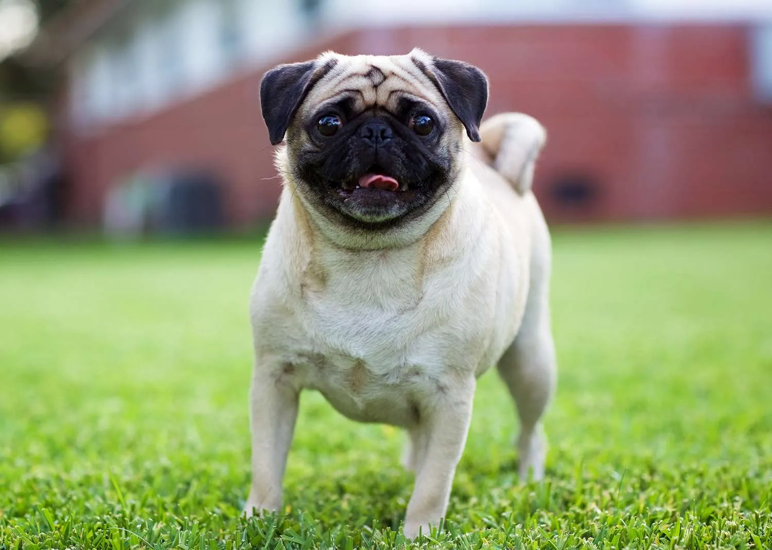 Fawn Pug