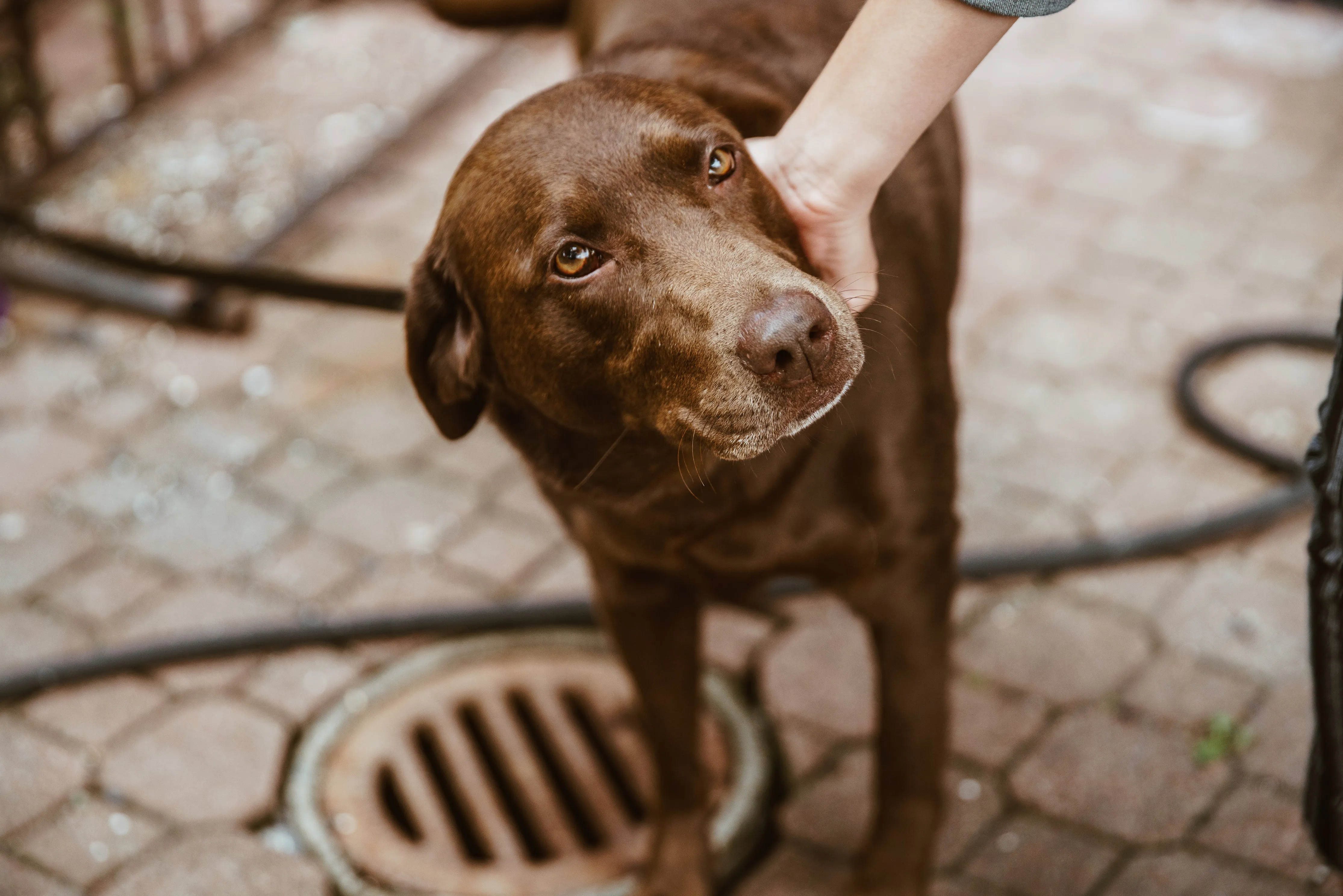 Understanding Your Pets: A Guide to Meeting Their Unique Needs