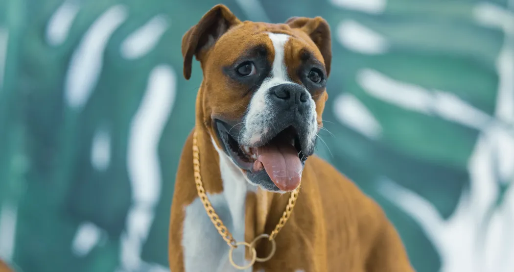 The Playful Powerhouse: A Look into the Energetic and Loyal Boxer Dog Breed