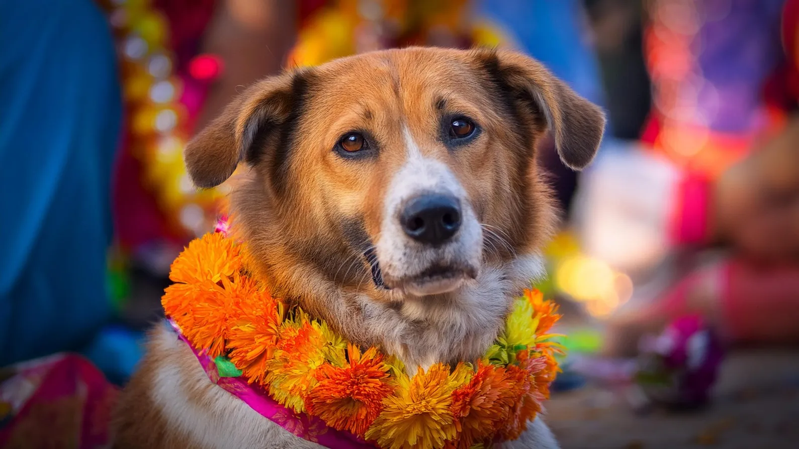 Celebrating Ganesh Chaturthi with Your Pet: A Joyful Bonding Experience