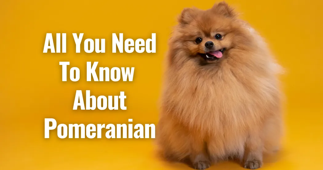 Pomeranian Dogs : All You Need to Know