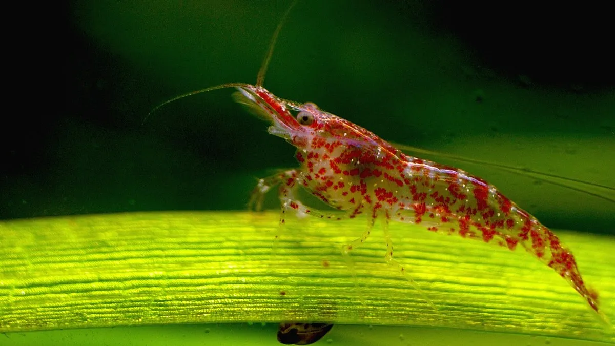 A translucent red cherry shrimp with bright red spots rests on a vibrant green leaf
