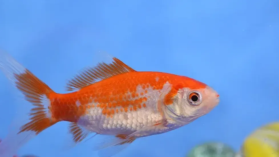 Orange and white comet goldfish swimming in blue water with colorful gravel