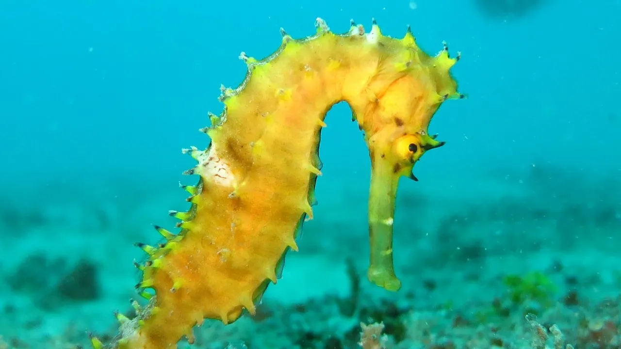 Yellow spiny seahorse swims above coral in clear blue water close up