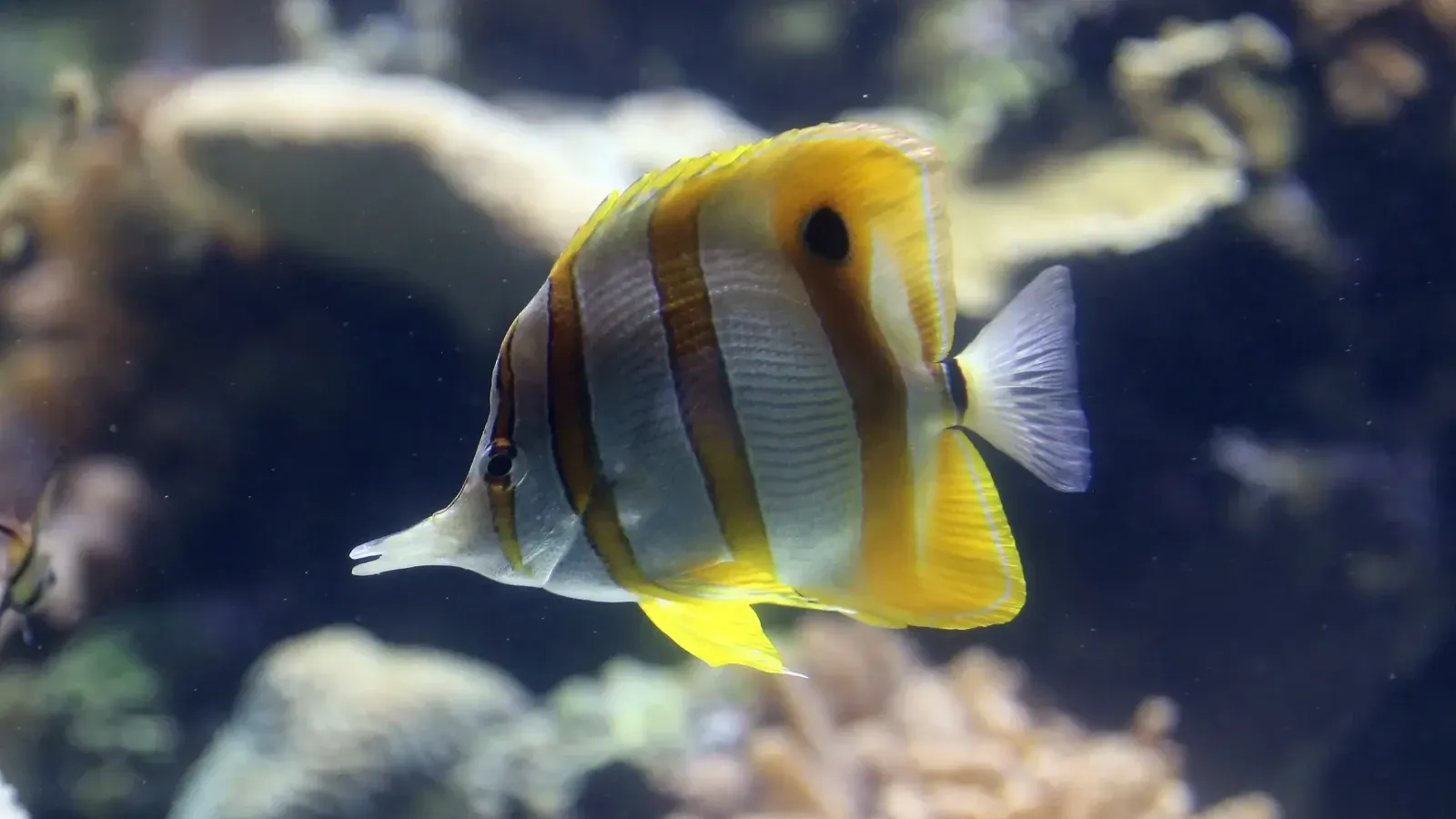 Yellow and white striped fish with long snout swims in blue water with coral in background
