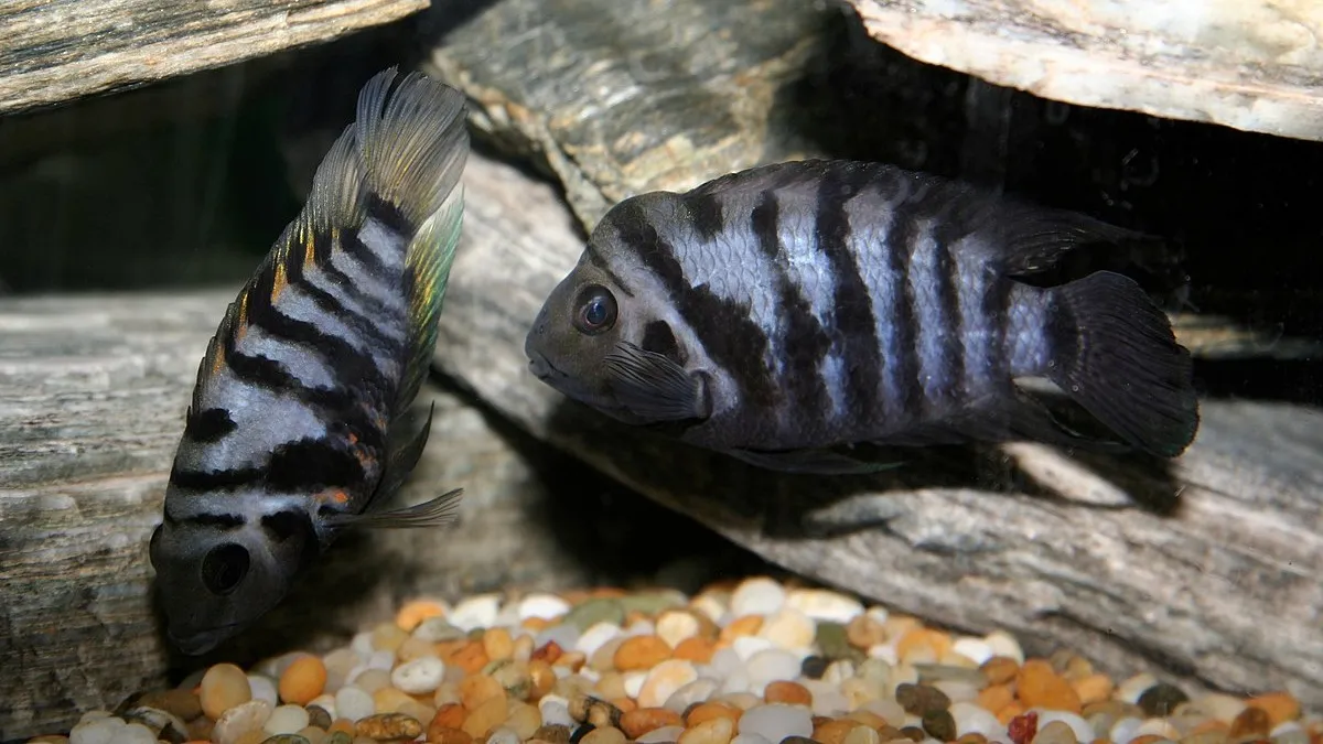 Two Convict Cichlids one with faded stripes swimming near gravel and rocks in an aquarium