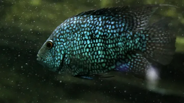 Texas Cichlid with blue green scales and dark spots swims in murky water eye visible