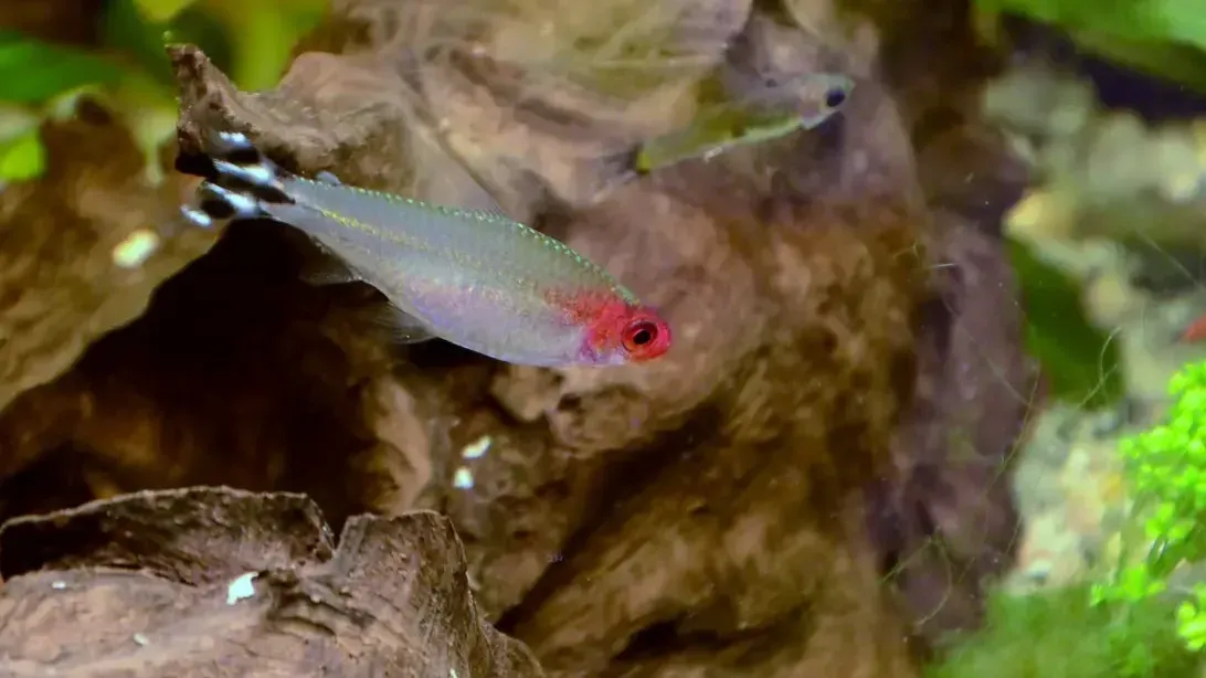 Rummy nose Tetra fish swims left red nose and black and white tail