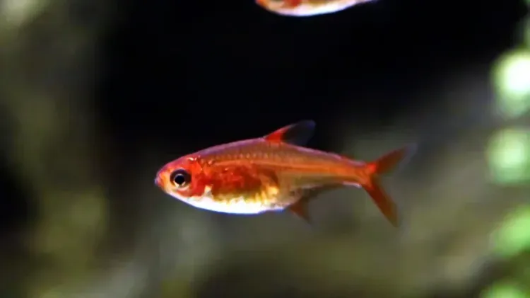 orange red Ember Tetra fish swim against a dark background with blurred green plants