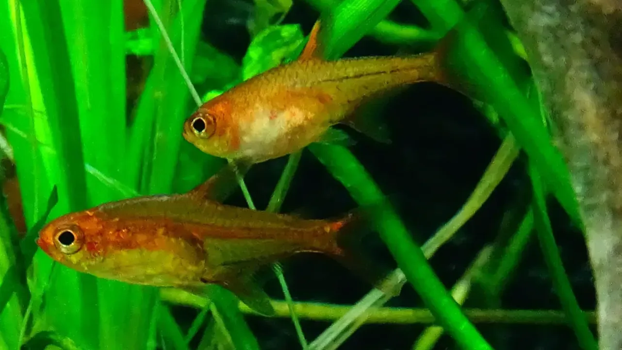 Two small orange gold Ember Tetra fish swim among bright green thin aquatic plants