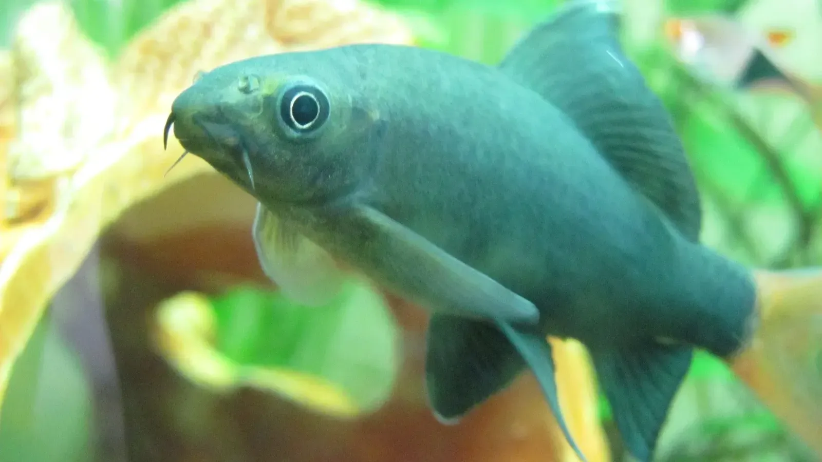 Dark gray fish with visible eye and barbels swims in a blurry aquarium with yellow