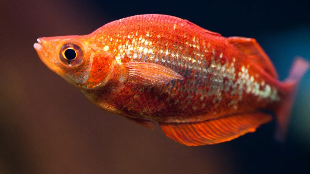 Bright red Rainbowfish with shimmering scales swimming in a freshwater aquarium