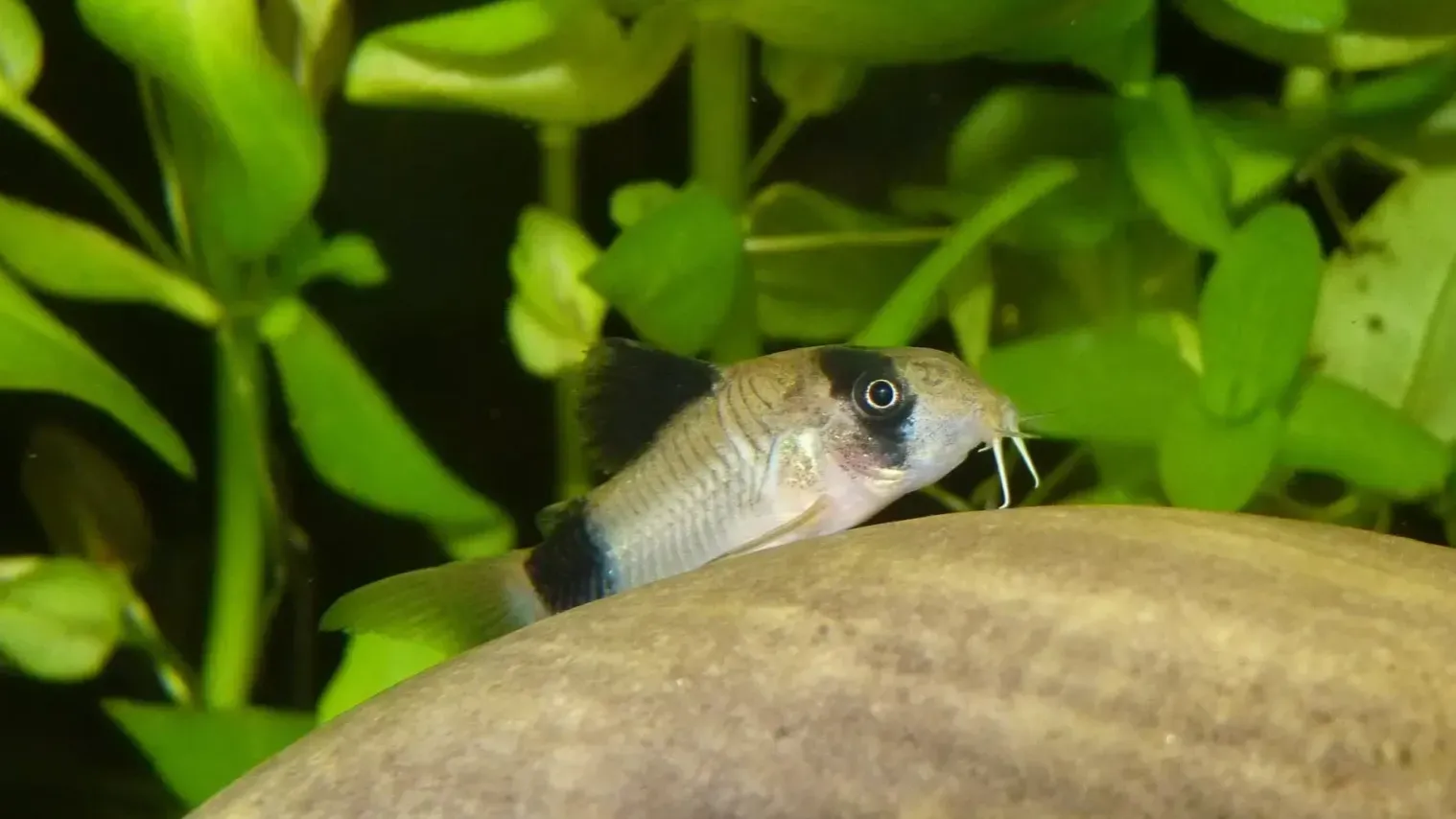 Small fish with black and white markings rests on a rock in an aquarium with green plants