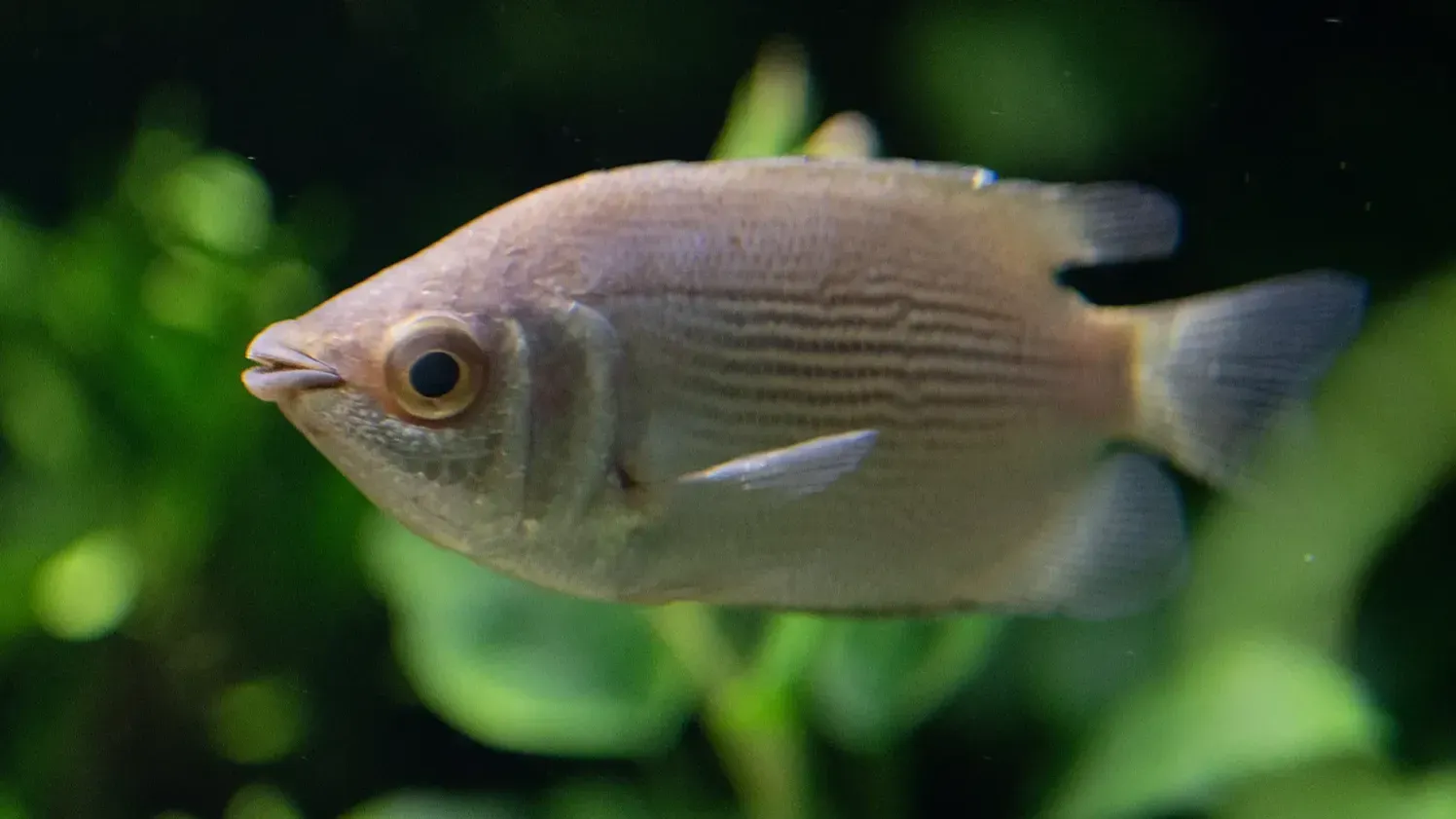 Light gray fish with horizontal stripes swims in a dark aquarium with blurry green plants