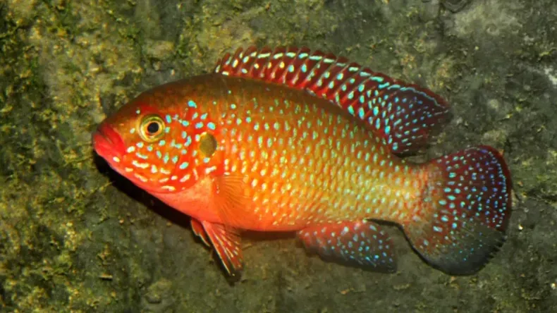 Orange fish with blue spots and red fins swims in a murky aquarium with algae covered rocks