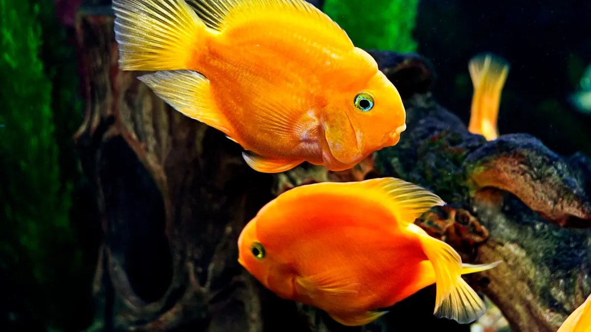 Two vibrant orange Blood Parrot Cichlids swim in a dark aquarium with green and brown decorations