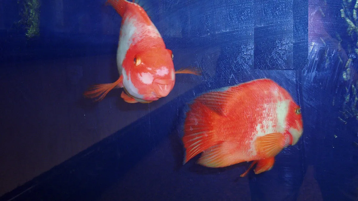 Two Blood Parrot Cichlids one red and white the other orange and white swim in a blue aquarium