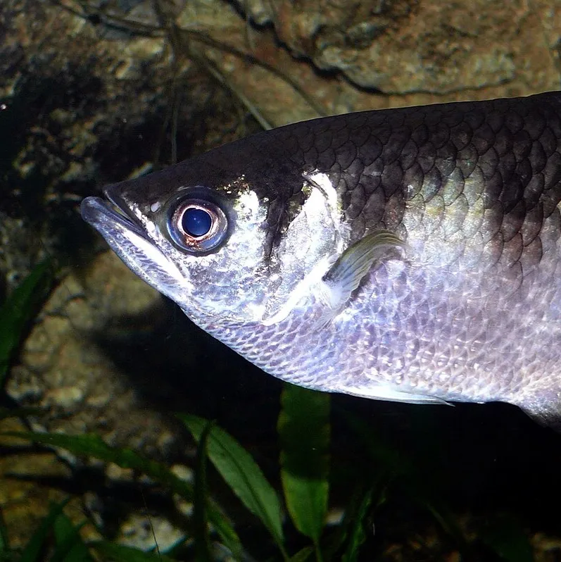 Archer Fish Portrait