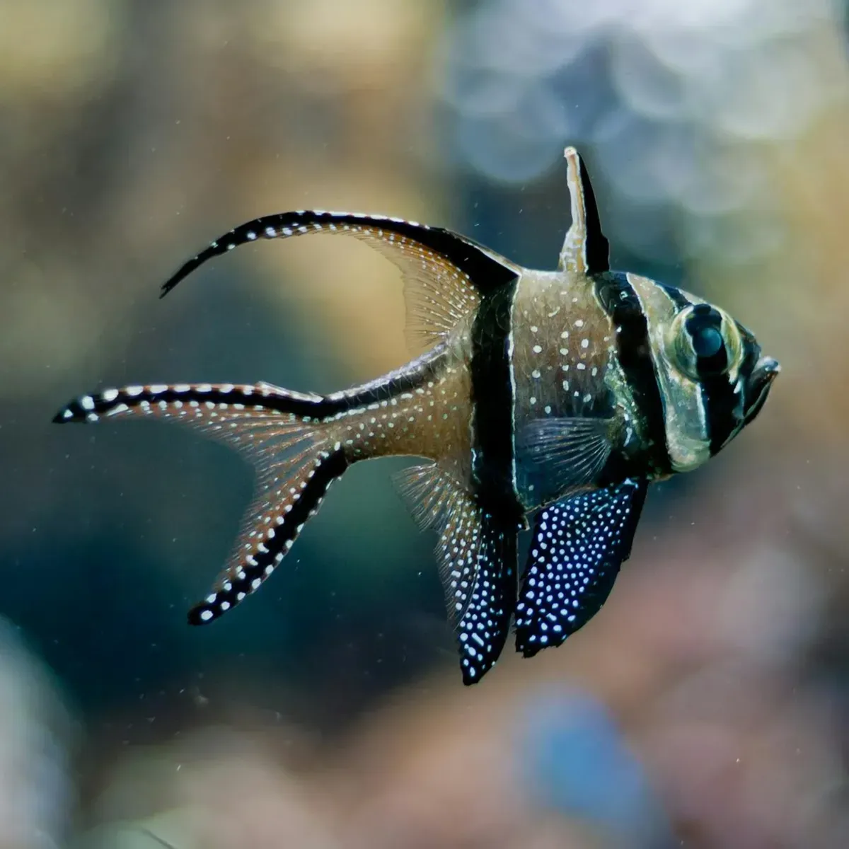 Banggai Cardinalfish with black stripes white spots and elongated fins swimming
