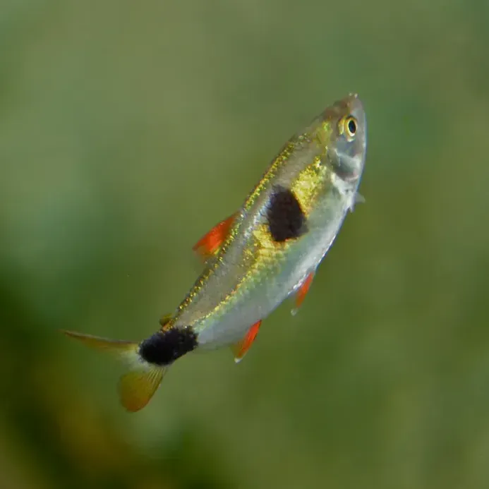 Bucktooth Tetra with iridescent body black spot red fins swims right in a blurred green background