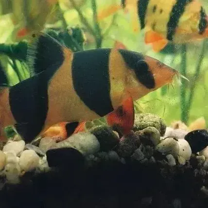 Orange and black striped fish swims over rocks and gravel in an aquarium