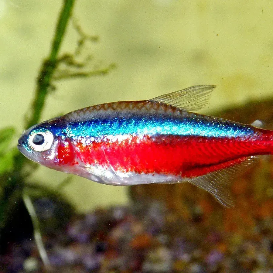 A Cardinal Tetra displays vibrant blue and red stripes along its body with clear fins