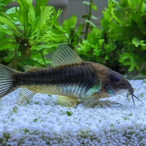 Brown and silver fish with a black stripe swims over white gravel