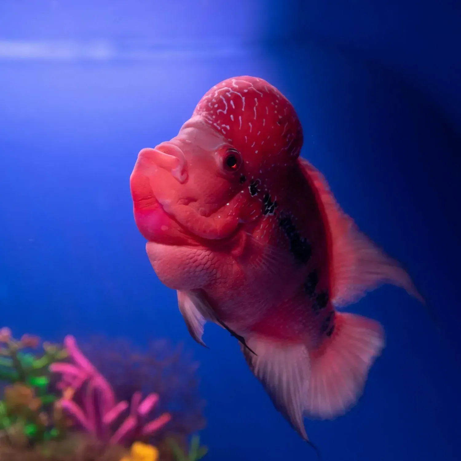 Red fish with large head hump swims right against a blue background with coral